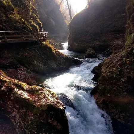 The Jungle And Hiša za goste *